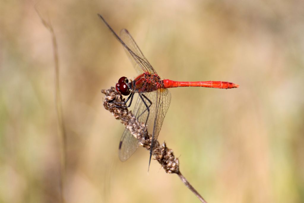 Sympetrum sanguineum? Tutti?